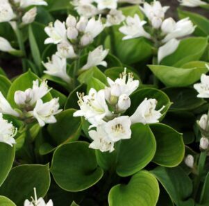 Miniatūrā hosta 'Monster Ears'